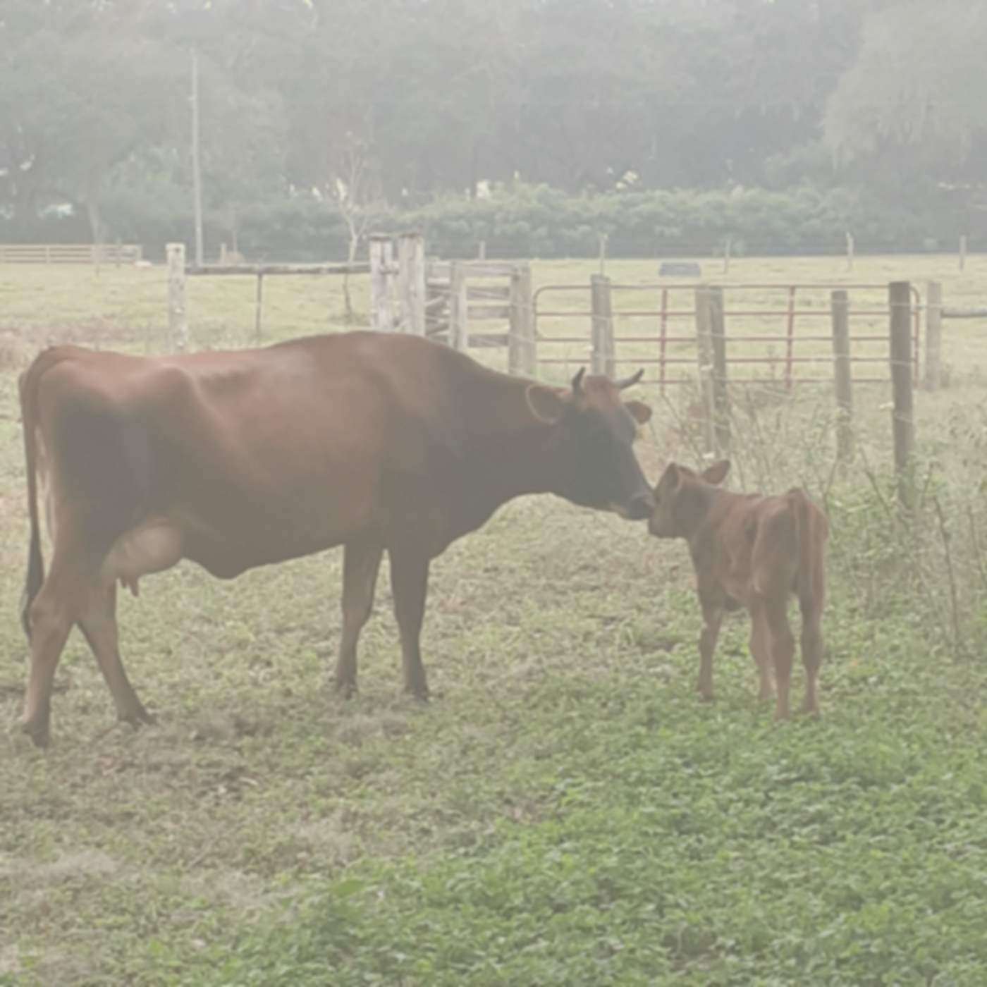 Ranch background