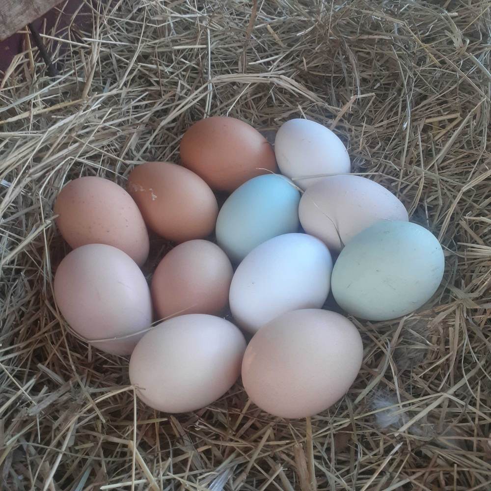 Fresh eggs in a bed of straw