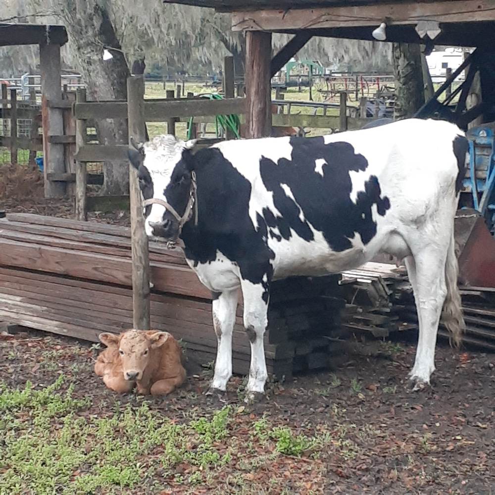 Aunt Hollie doting on Dusty