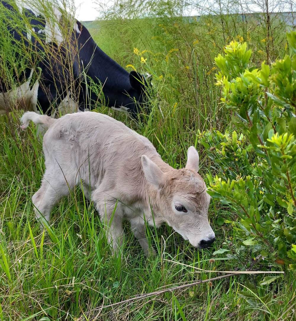 Hollie with her calf Blossom — Oct 2024