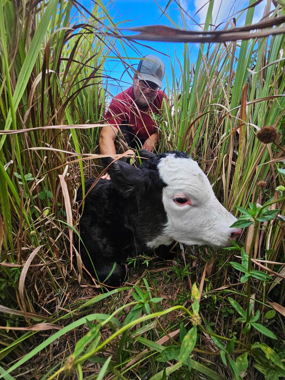 Leita’s calf Clark — June 2024