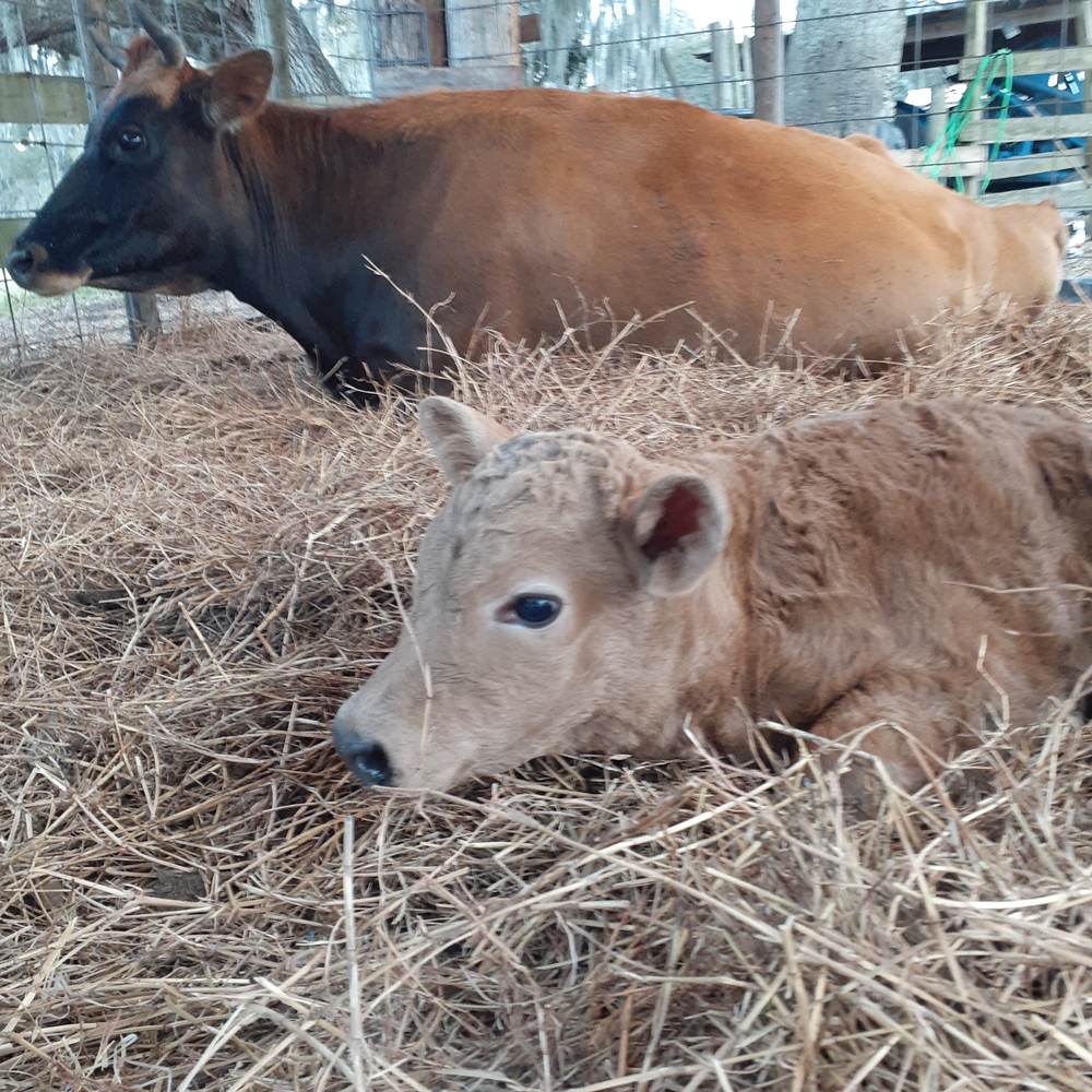 Newborn calf in the spring grass — Feb 2024