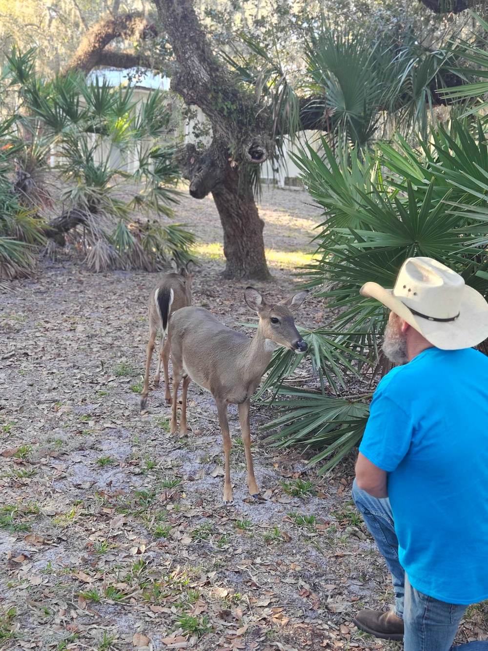 The deer whisperer — gentle visitors under the oaks