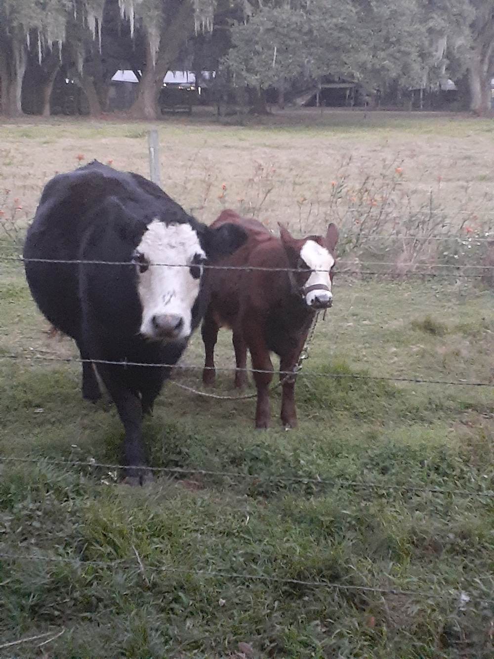 Leita and her calf Sunni