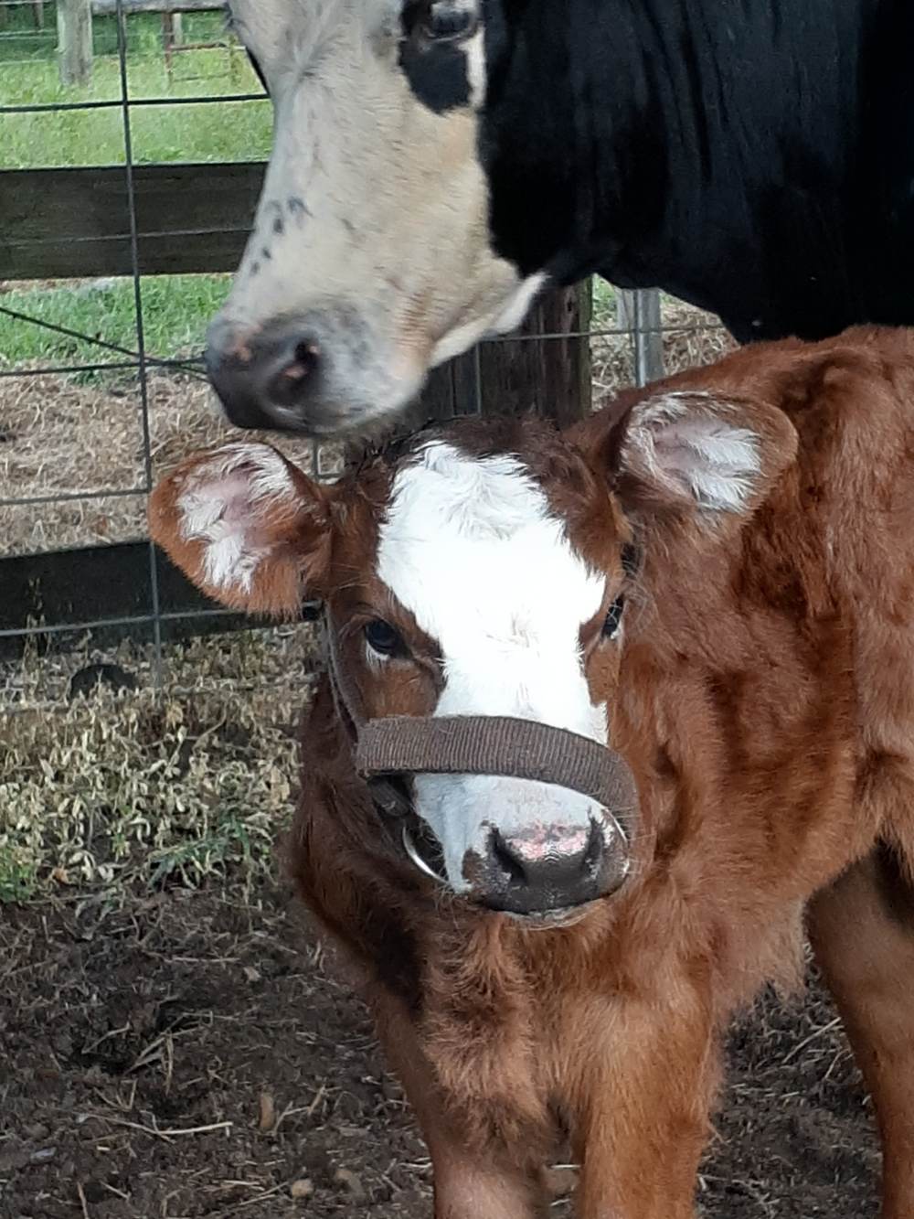 Leita and Sunni out on pasture — Oct 2021
