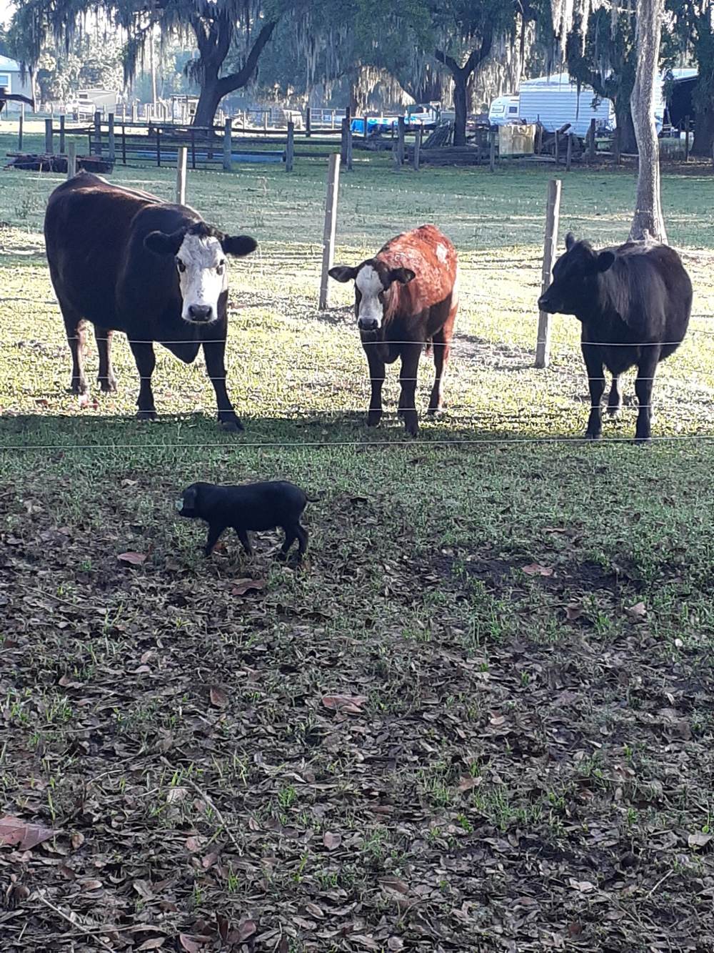 Leita, Sunni, and Rita meet Uno the pig