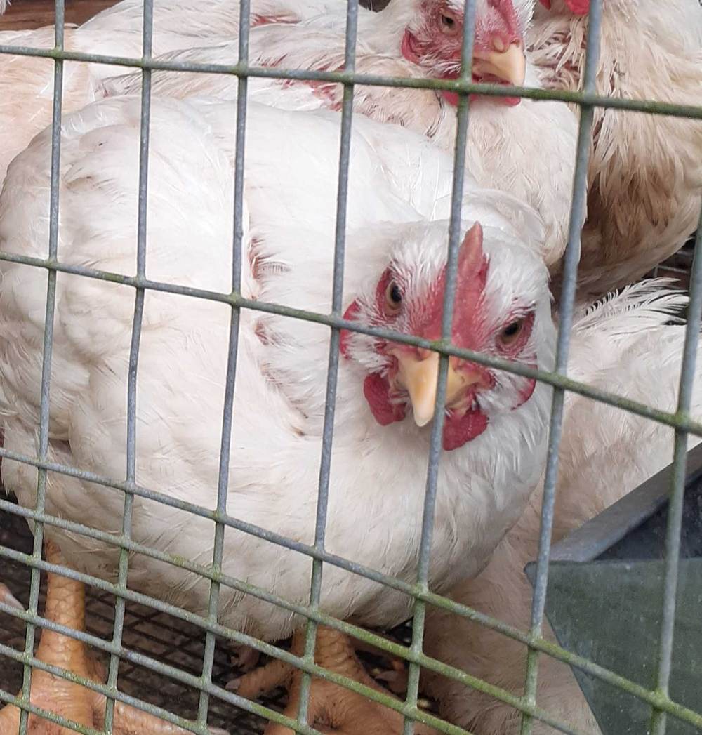 Meat birds growing strong