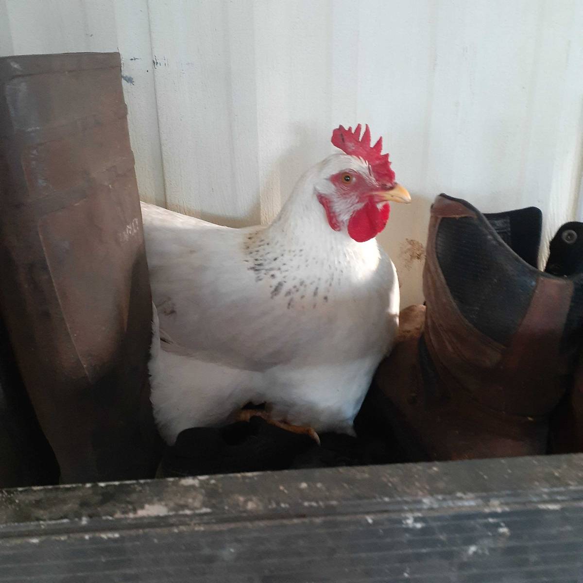 They’ll nest anywhere — this time in the boot box