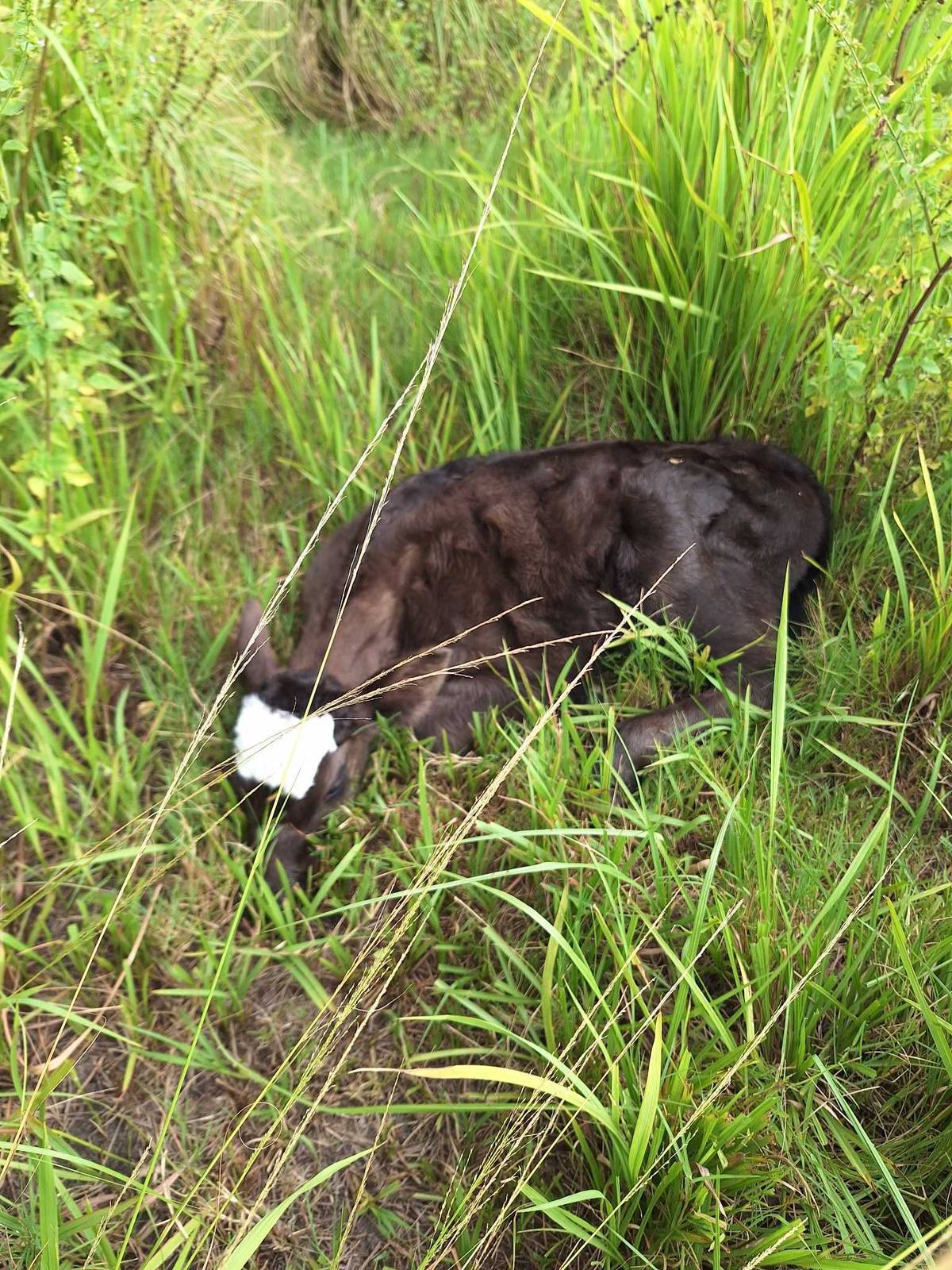 Tessie’s calf Tillie — Aug 12, 2025